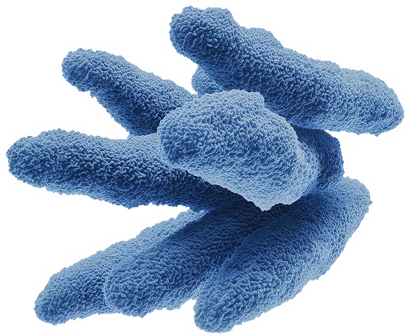 Bacillus subtilis (10mg)